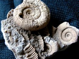 Ammonititheoldoldshells